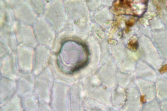 Image of Marchantia quadrata Scop.