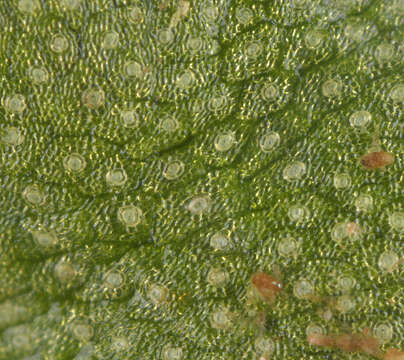 Image of Marchantia quadrata Scop.