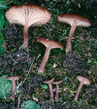 Image of Omphalina subhepatica (Batsch) Murrill 1916