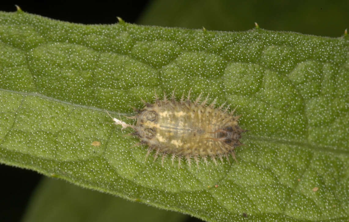 Image of thistle tortoise beetle