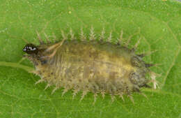 Image of thistle tortoise beetle