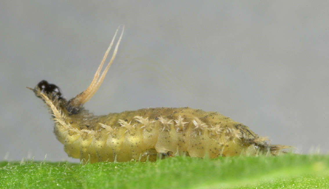 Image of thistle tortoise beetle