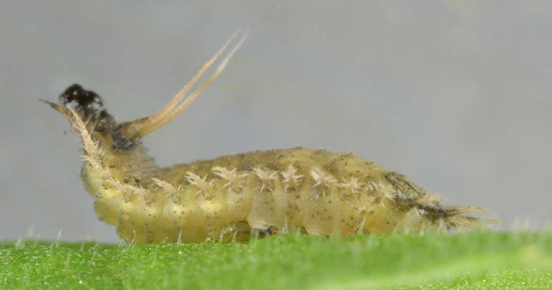 Image of thistle tortoise beetle