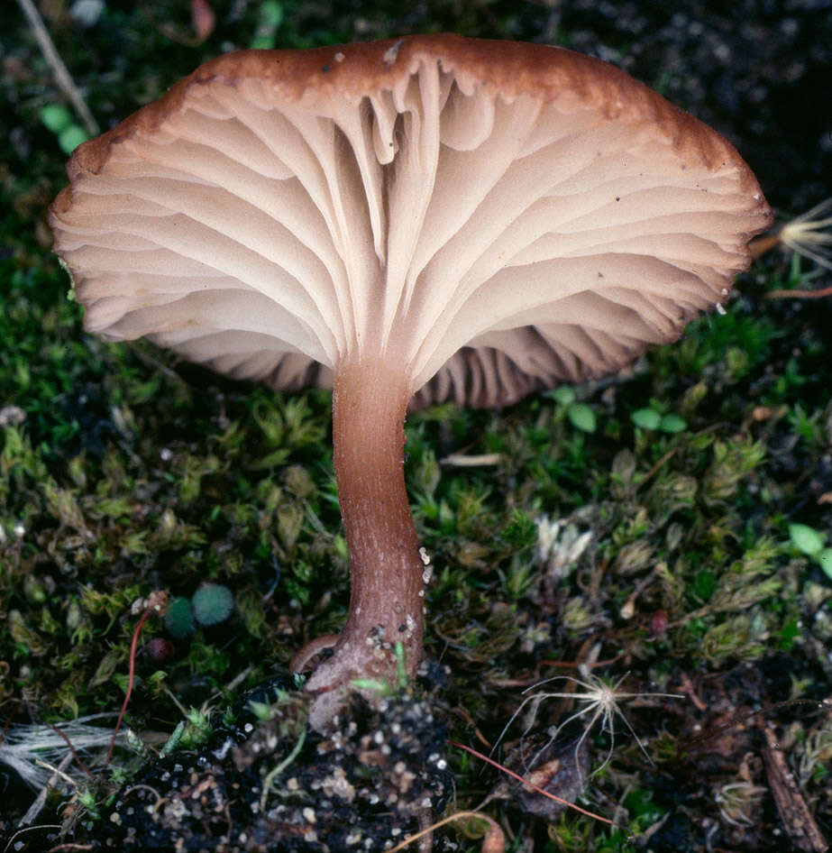 Plancia ëd Omphalina subhepatica (Batsch) Murrill 1916