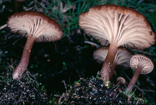 Plancia ëd Omphalina subhepatica (Batsch) Murrill 1916