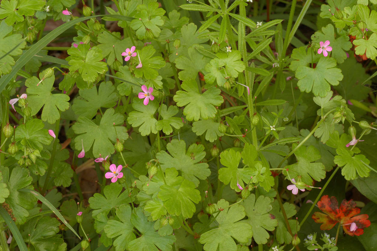 Image of shining geranium