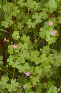 Image of shining geranium