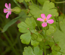 Image of shining geranium