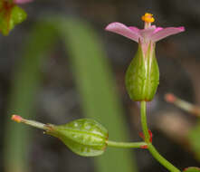 Image of shining geranium