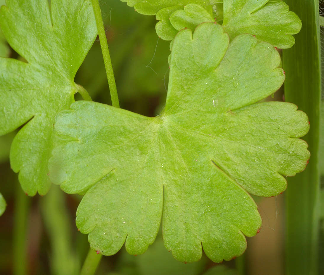 Image of shining geranium