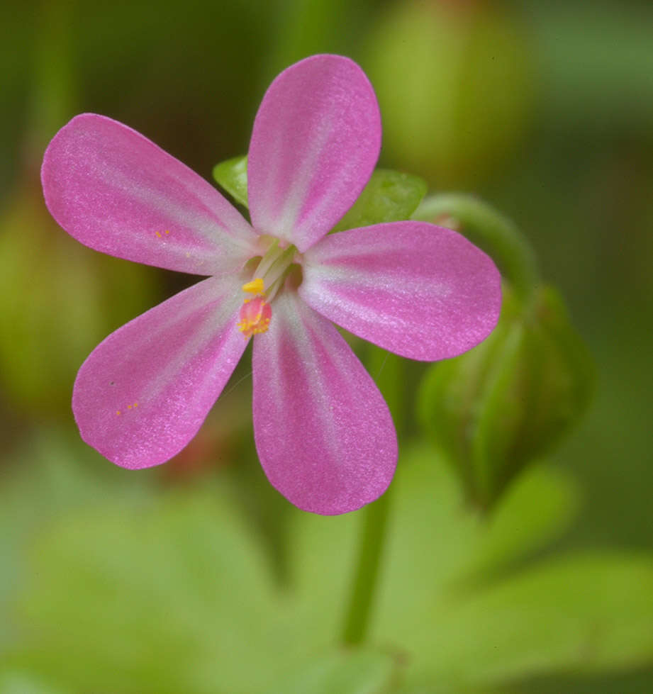 Image of shining geranium