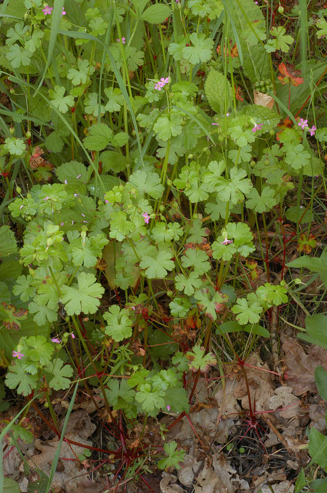 Image of shining geranium