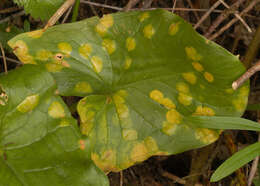 Imagem de Puccinia sessilis J. Schröt. 1870