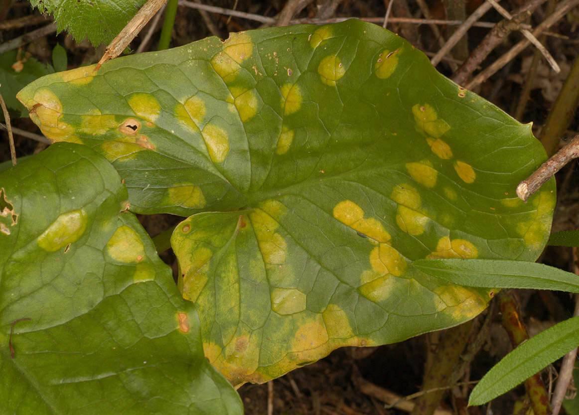 Imagem de Puccinia sessilis J. Schröt. 1870