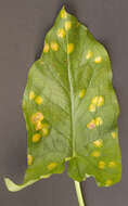 Imagem de Puccinia sessilis J. Schröt. 1870