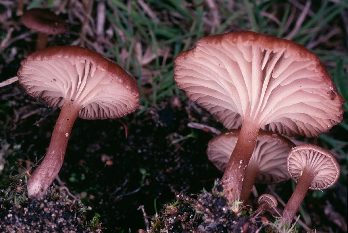 Plancia ëd Omphalina subhepatica (Batsch) Murrill 1916