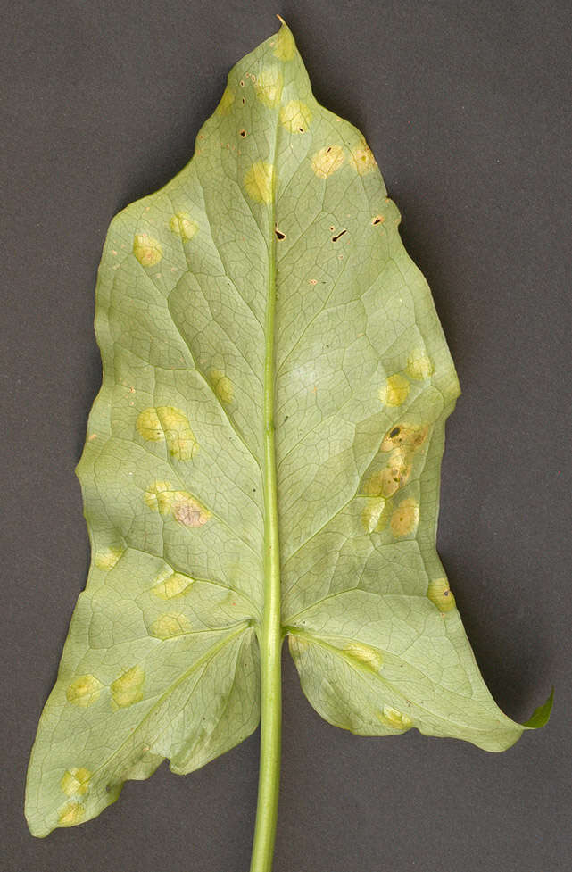 Imagem de Puccinia sessilis J. Schröt. 1870