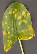 Imagem de Puccinia sessilis J. Schröt. 1870