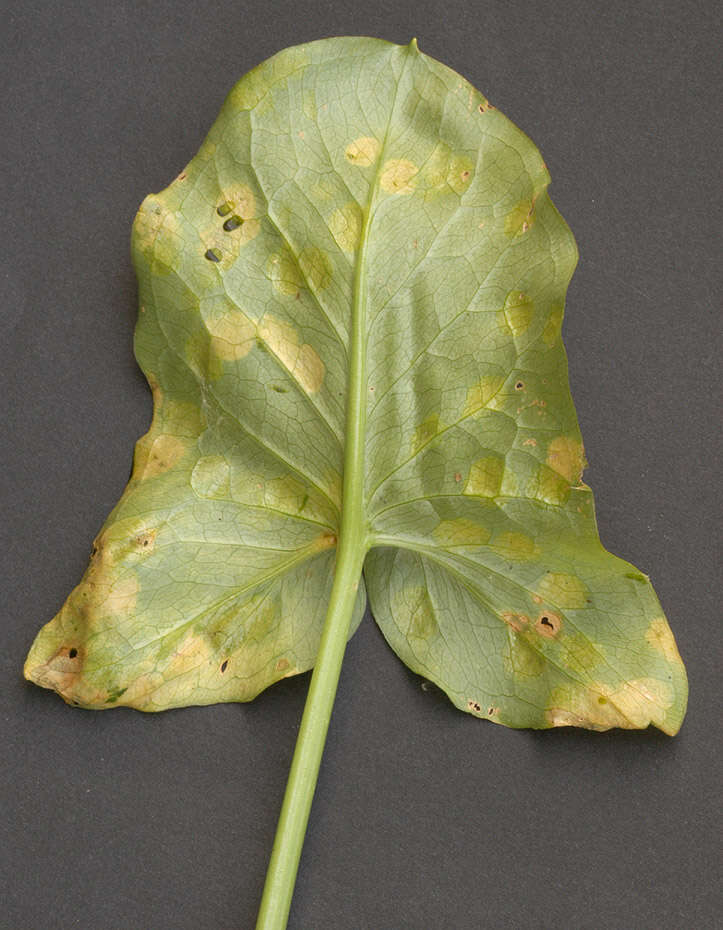 Imagem de Puccinia sessilis J. Schröt. 1870