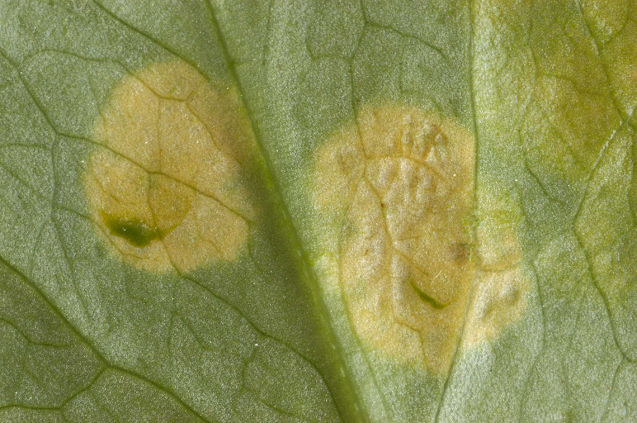 Imagem de Puccinia sessilis J. Schröt. 1870