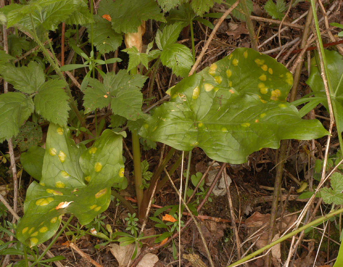 Imagem de Puccinia sessilis J. Schröt. 1870