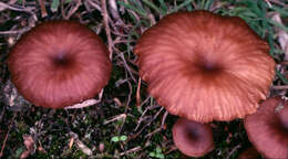 Plancia ëd Omphalina subhepatica (Batsch) Murrill 1916