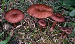 Plancia ëd Omphalina subhepatica (Batsch) Murrill 1916