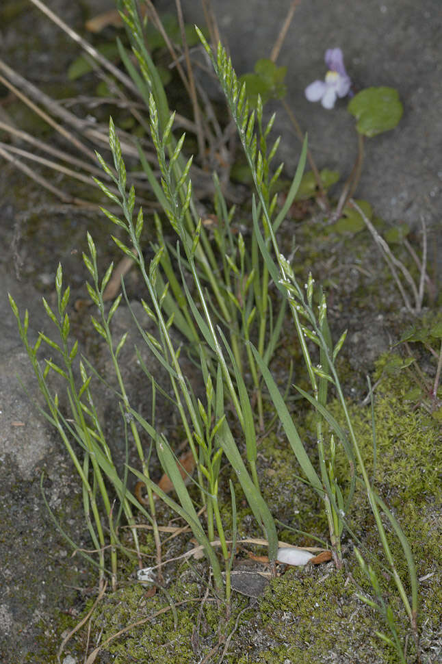 Слика од Catapodium rigidum (L.) C. E. Hubb.