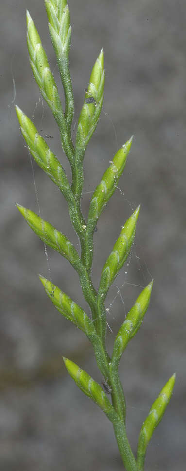 Слика од Catapodium rigidum (L.) C. E. Hubb.