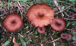 Plancia ëd Omphalina subhepatica (Batsch) Murrill 1916