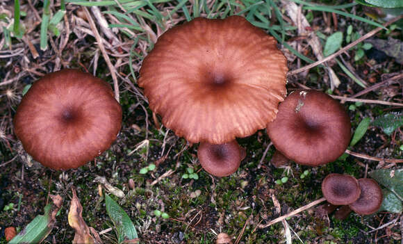 Image of Omphalina subhepatica (Batsch) Murrill 1916