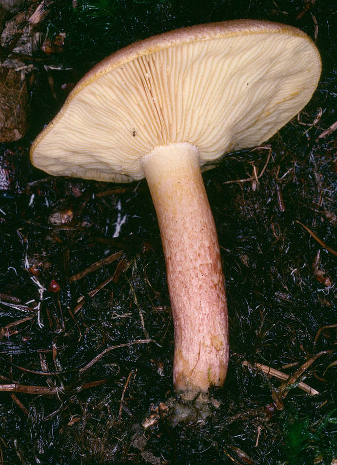 Image of Tricholomopsis rutilans (Schaeff.) Singer 1939