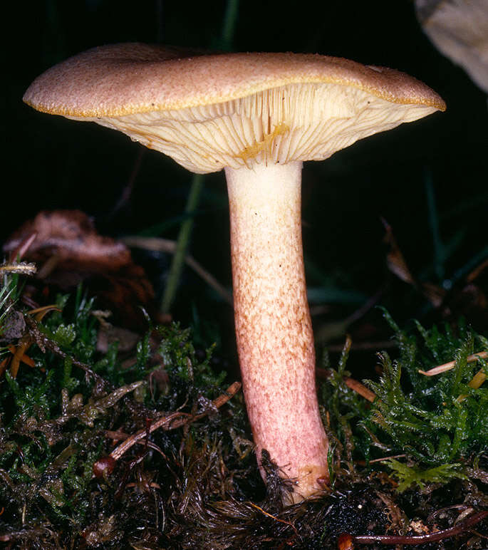 Image of Tricholomopsis rutilans (Schaeff.) Singer 1939