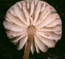 Image of Marasmius torquescens Quél. 1872