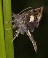 Image of Thistle Bell