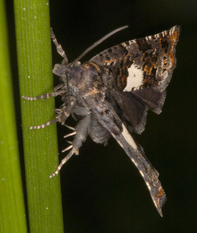 Image of Thistle Bell