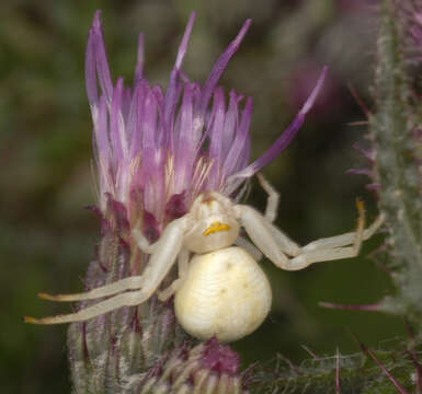 Image of Flower Crab Spiders