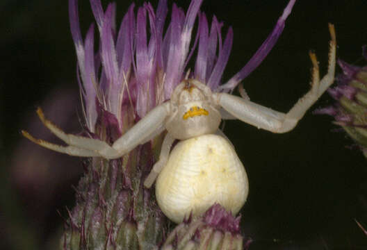 Image of Flower Crab Spiders