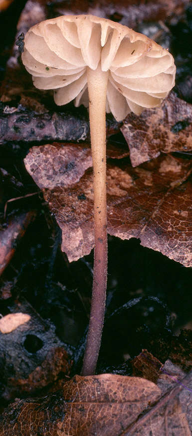 Image of Marasmius torquescens Quél. 1872