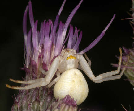 Image of Flower Crab Spiders