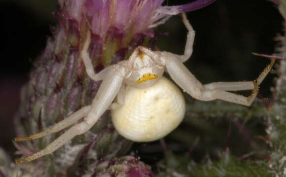 Image of Flower Crab Spiders