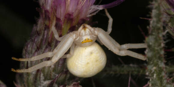 Image of Flower Crab Spiders