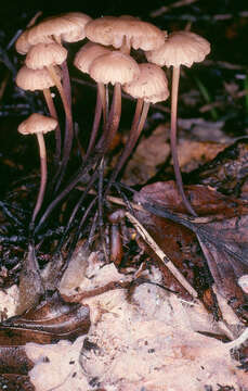 Image of Marasmius torquescens Quél. 1872