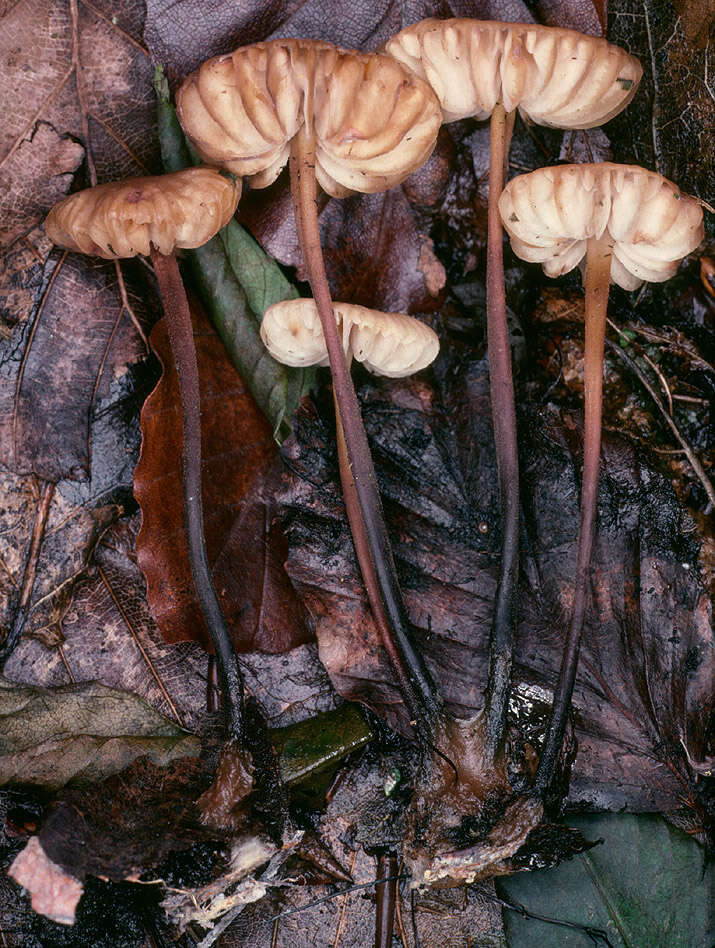 Image of Marasmius torquescens Quél. 1872