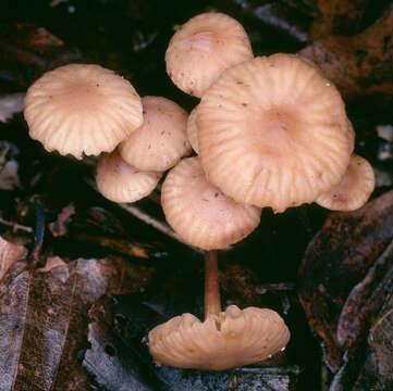 Image of Marasmius torquescens Quél. 1872