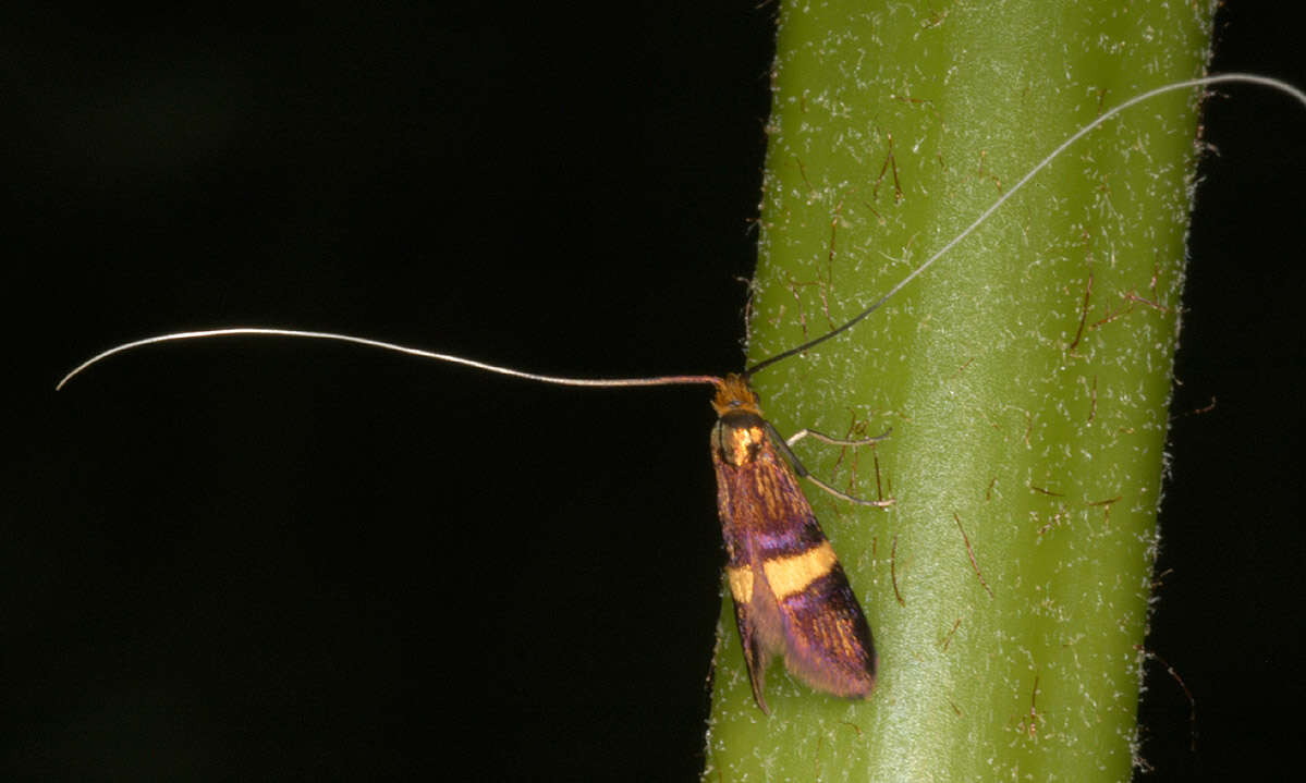 Image of Small Barred Long-horn