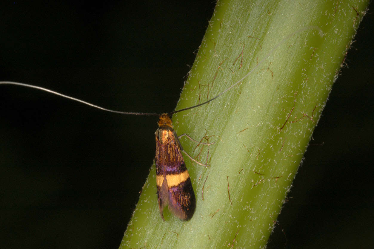 Image of Small Barred Long-horn