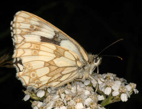 Image of marbled white