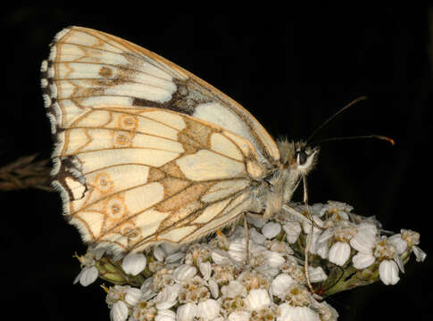 Image of marbled white