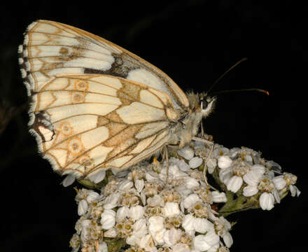 Image of marbled white